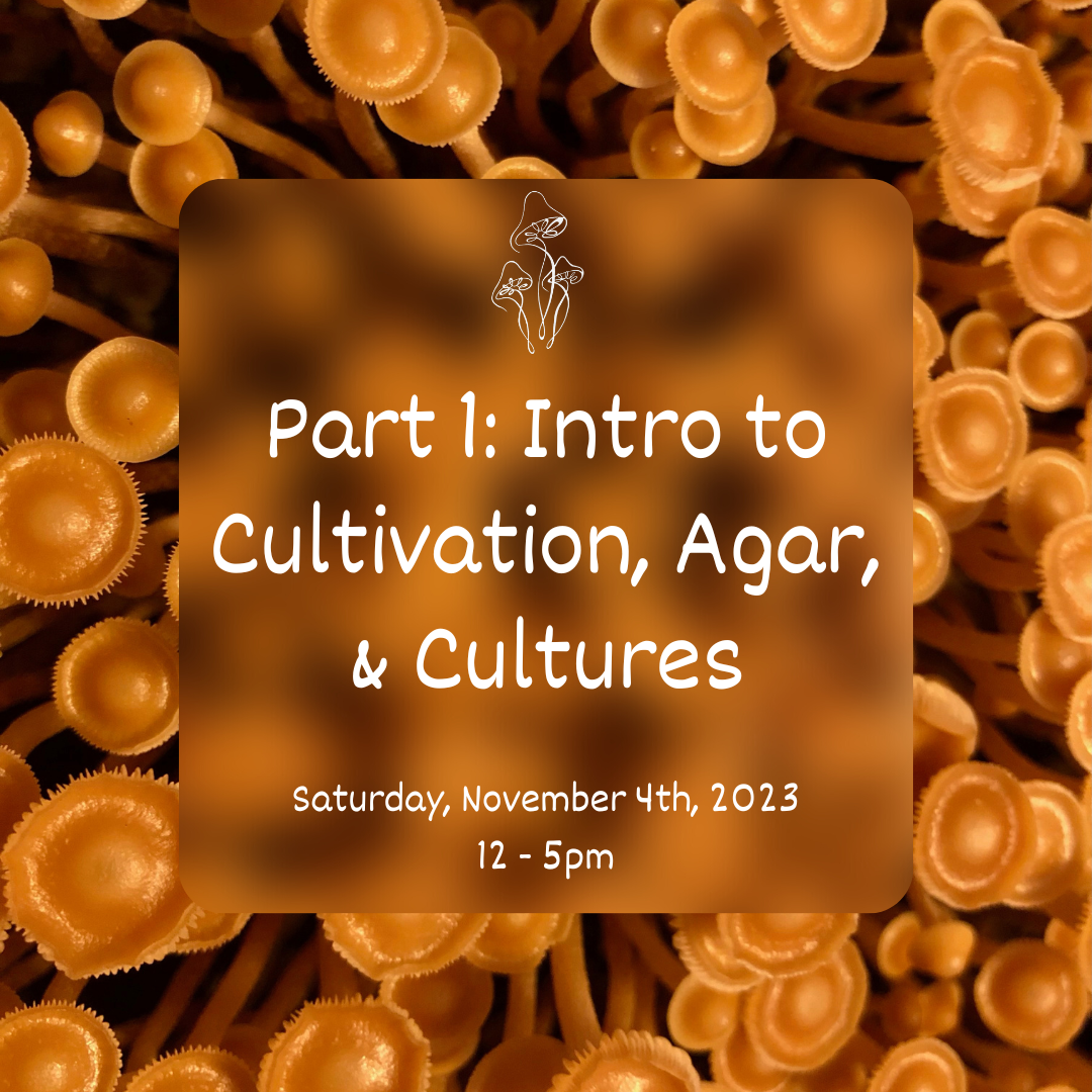 Part 1: Intro to Cultivation, Agar, & Cultures