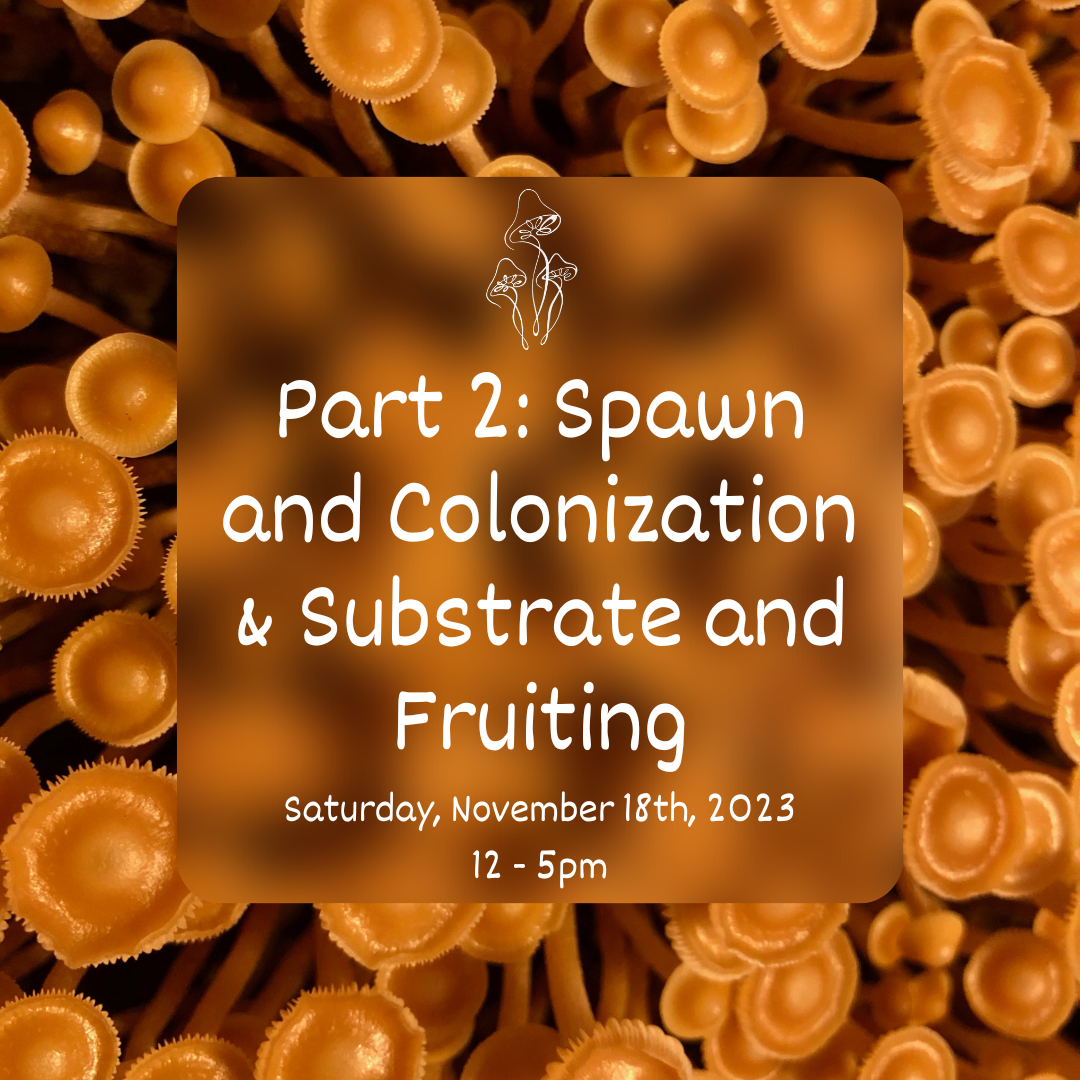 Part 2: Spawn and Colonization & Substrate and Fruiting